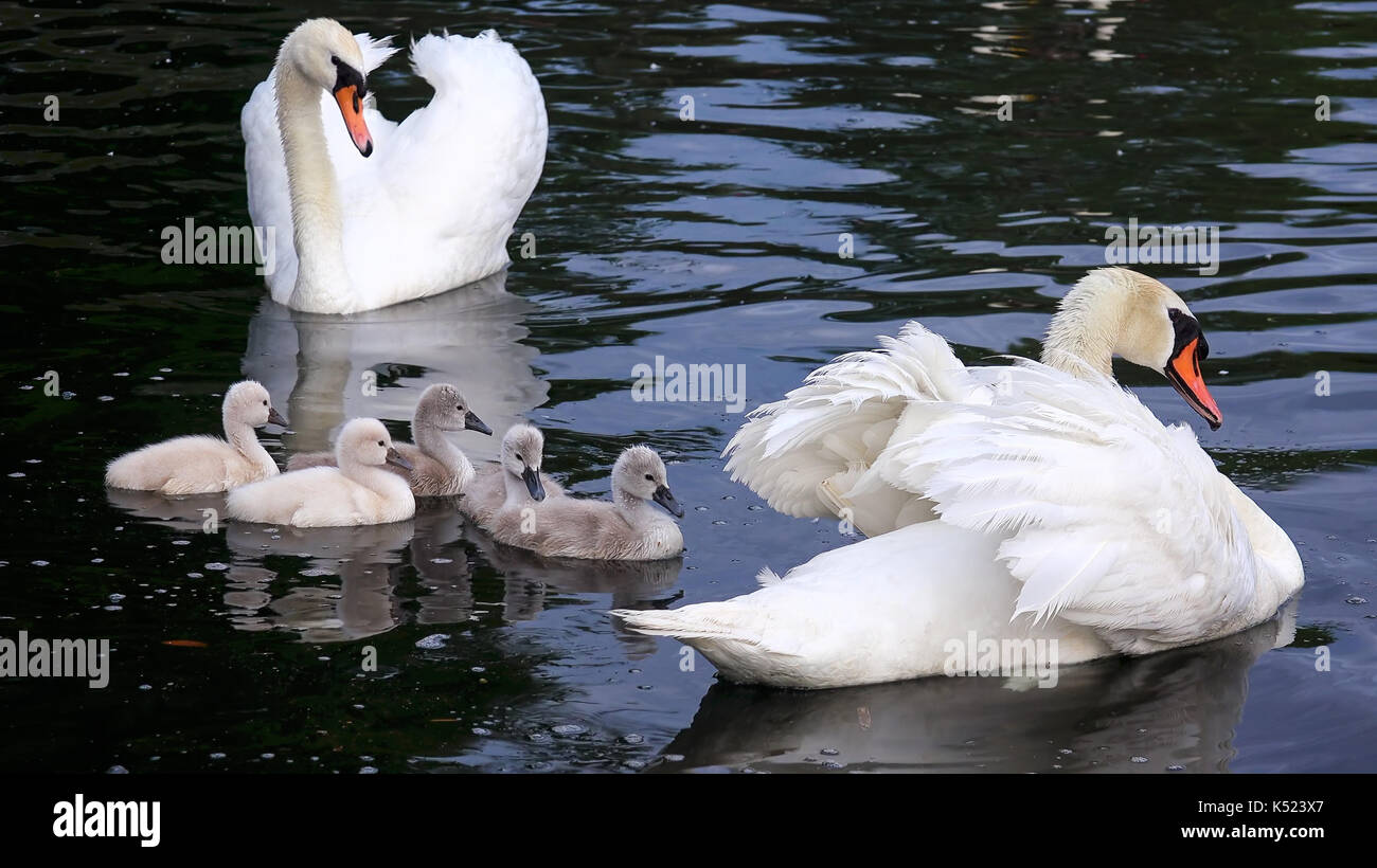 Gruppo di cigni Baby nuoto con i genitori su Lake Eola in Orlando Florida Foto Stock