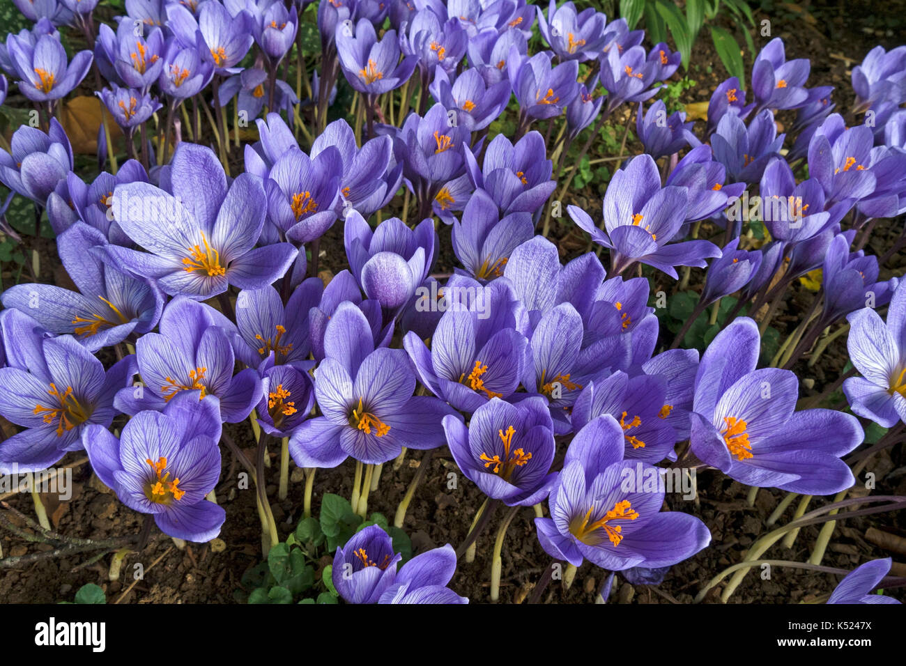 Blu lilla autunno fioritura Crocus Speciosus fiori di Oxonian Foto Stock