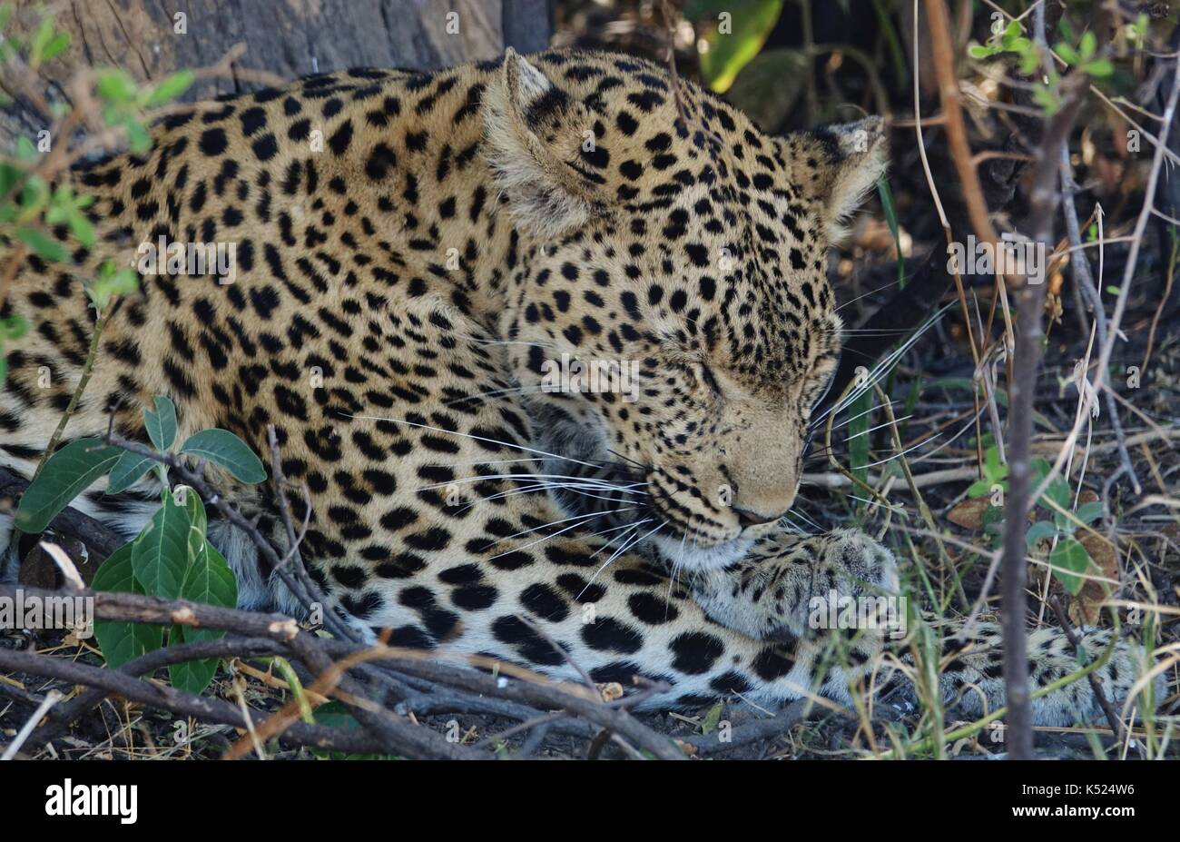 Leopard sleeping 2 Foto Stock
