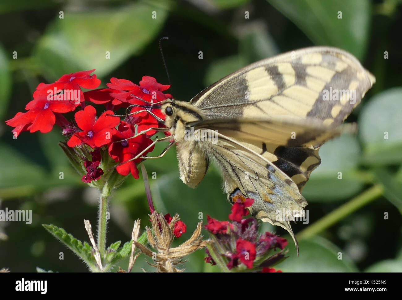 FARFALLA swallowtail Papilio machaon subsp gorganus. Una specie europea di colore leggermente più grande e più chiaro rispetto a quella britannica. Foto: Tony Gale Foto Stock