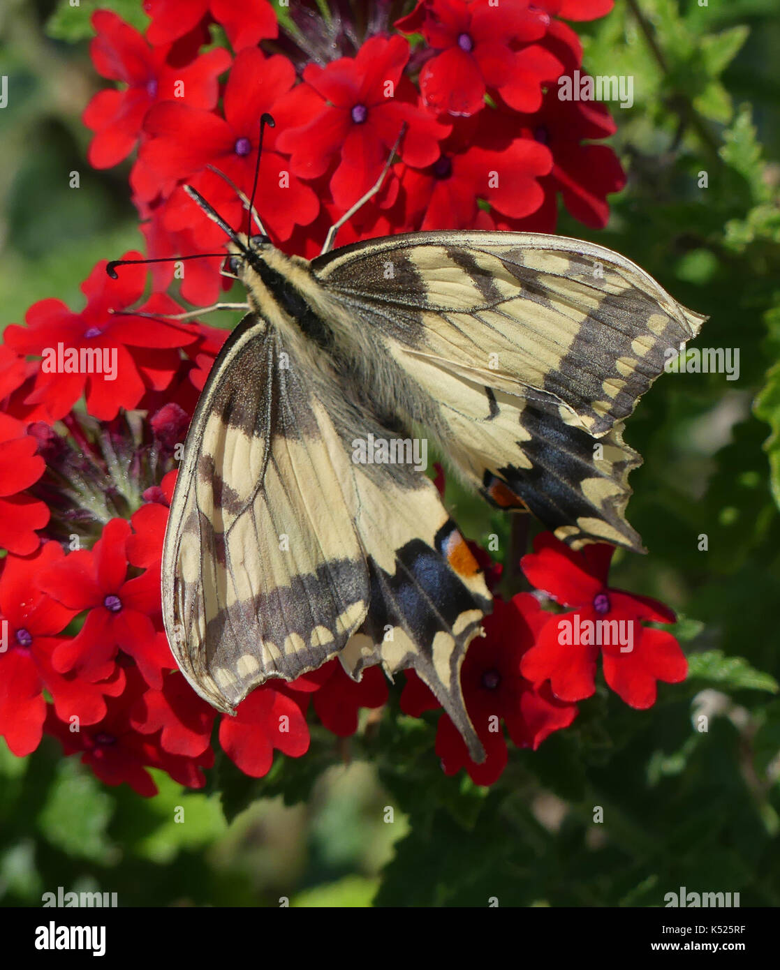 FARFALLA swallowtail Papilio machaon subsp gorganus. Una specie europea di colore leggermente più grande e più chiaro rispetto a quella britannica. Foto: Tony Gale Foto Stock