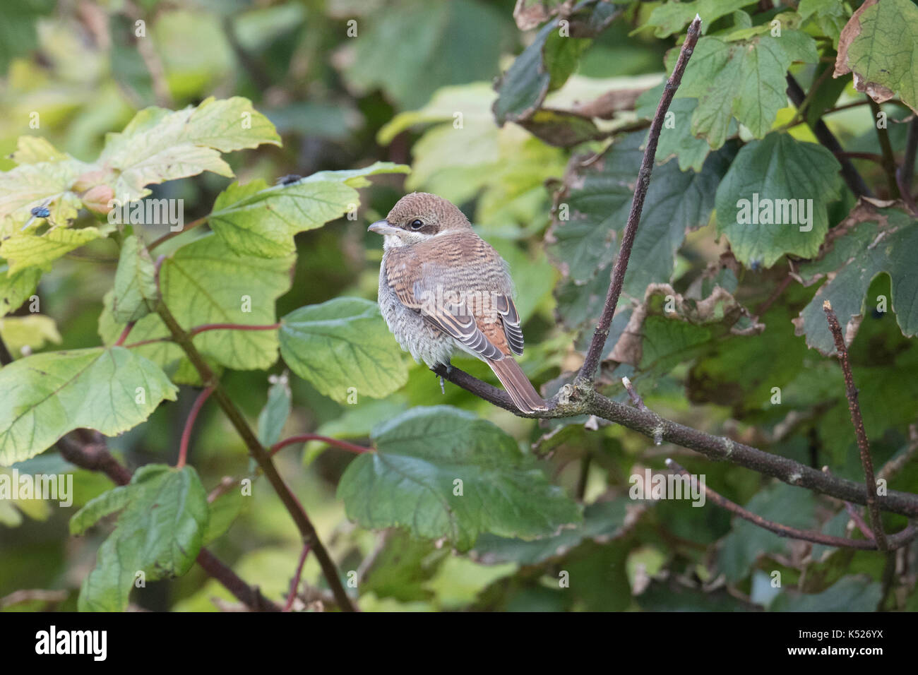 I capretti Red-backed Shrike Lanius collurio Shetland, Scotland, Regno Unito Foto Stock
