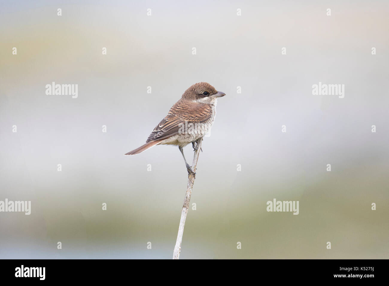 I capretti Red-backed Shrike Lanius collurio Shetland, Scotland, Regno Unito Foto Stock