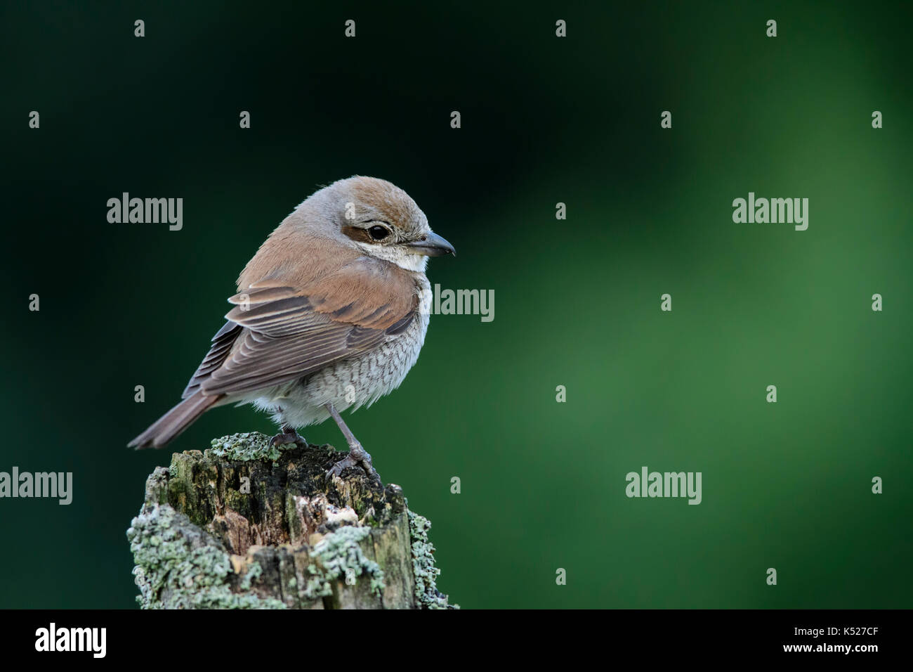 Femmina rosso-backed Shrike (Lanius collurio) in Bialowieza National Park. Luglio, 2017. Foto Stock