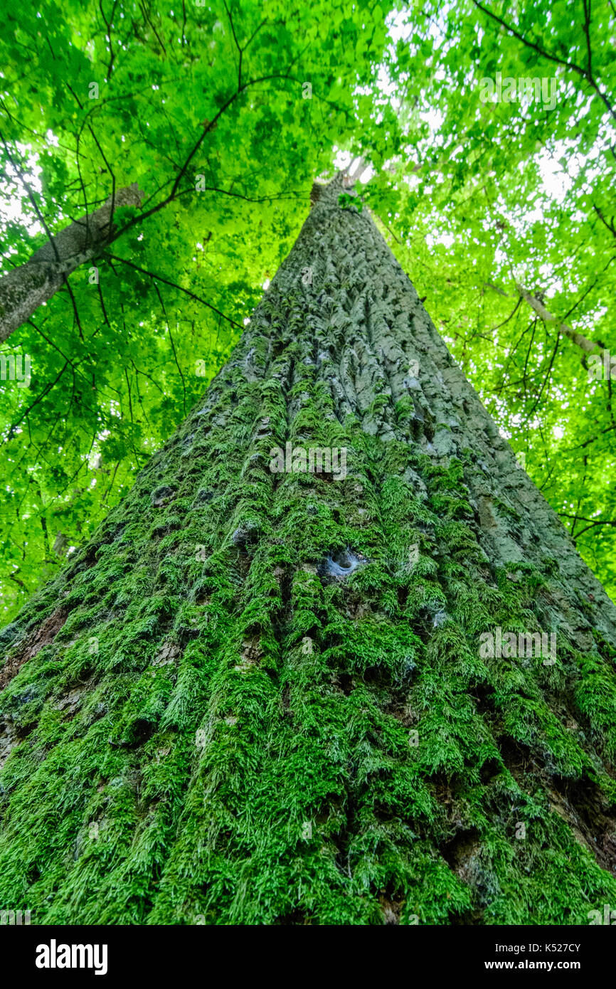 Uno dei più grandi querce nella rigorosa riserva di Bialowieza National Park. Luglio, 2017. Foto Stock