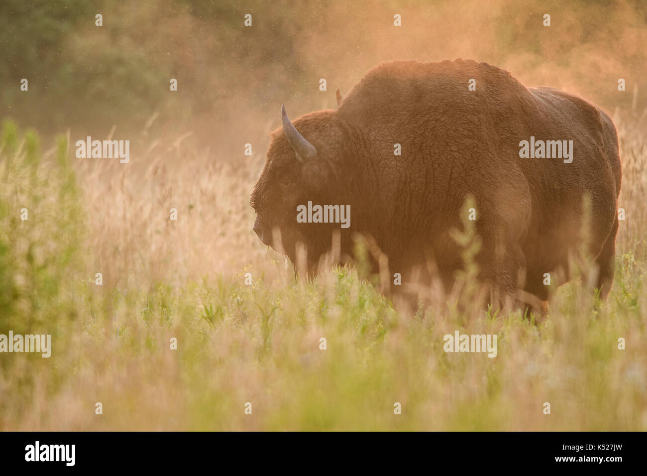 Un maschio europeo (Bison Bison bonasus) durante il Sunrise in una nebbiosa mattina di Bialowieza National Park. Luglio, 2017. Foto Stock Un maschio europeo (Bison Bison bonasus) durante il Sunrise in una nebbiosa mattina di Bialowieza National Park. Luglio, 2017. Foto Stock
