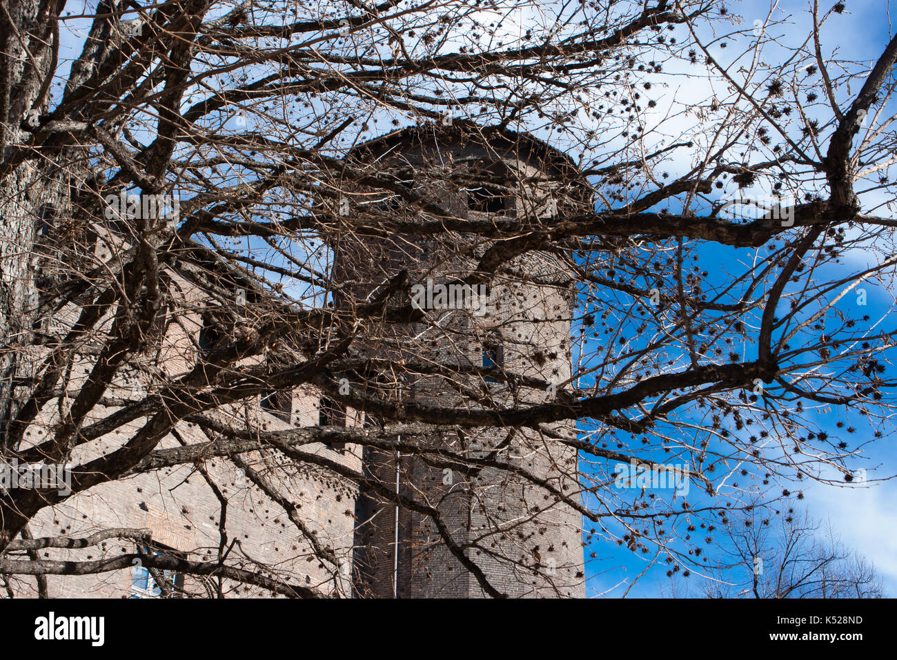 Albero nella parte anteriore di una torre di Palazzo Madama, Torino, Italia Foto Stock