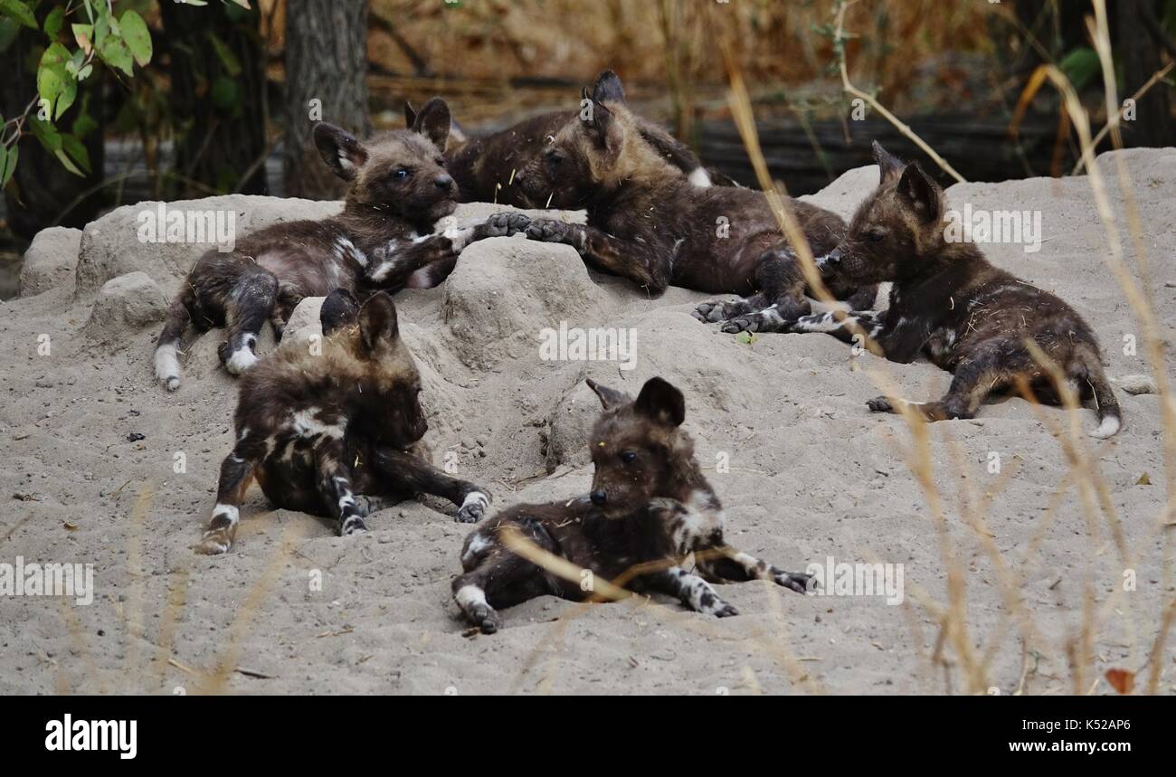 Selvatico Africano i cuccioli di cane Foto Stock
