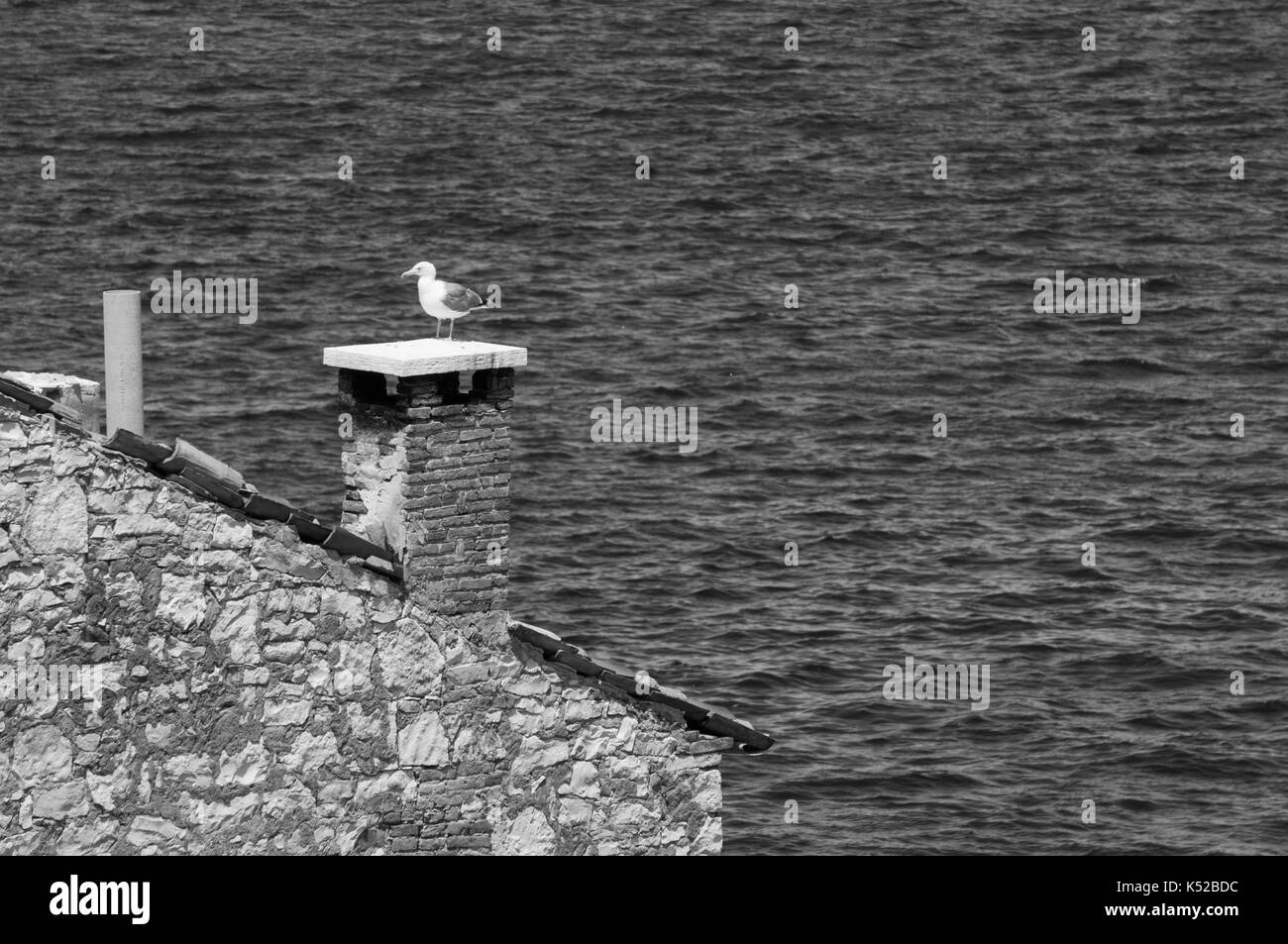 Gabbiano solitario in appoggio su un camino (dissaturato) Foto Stock
