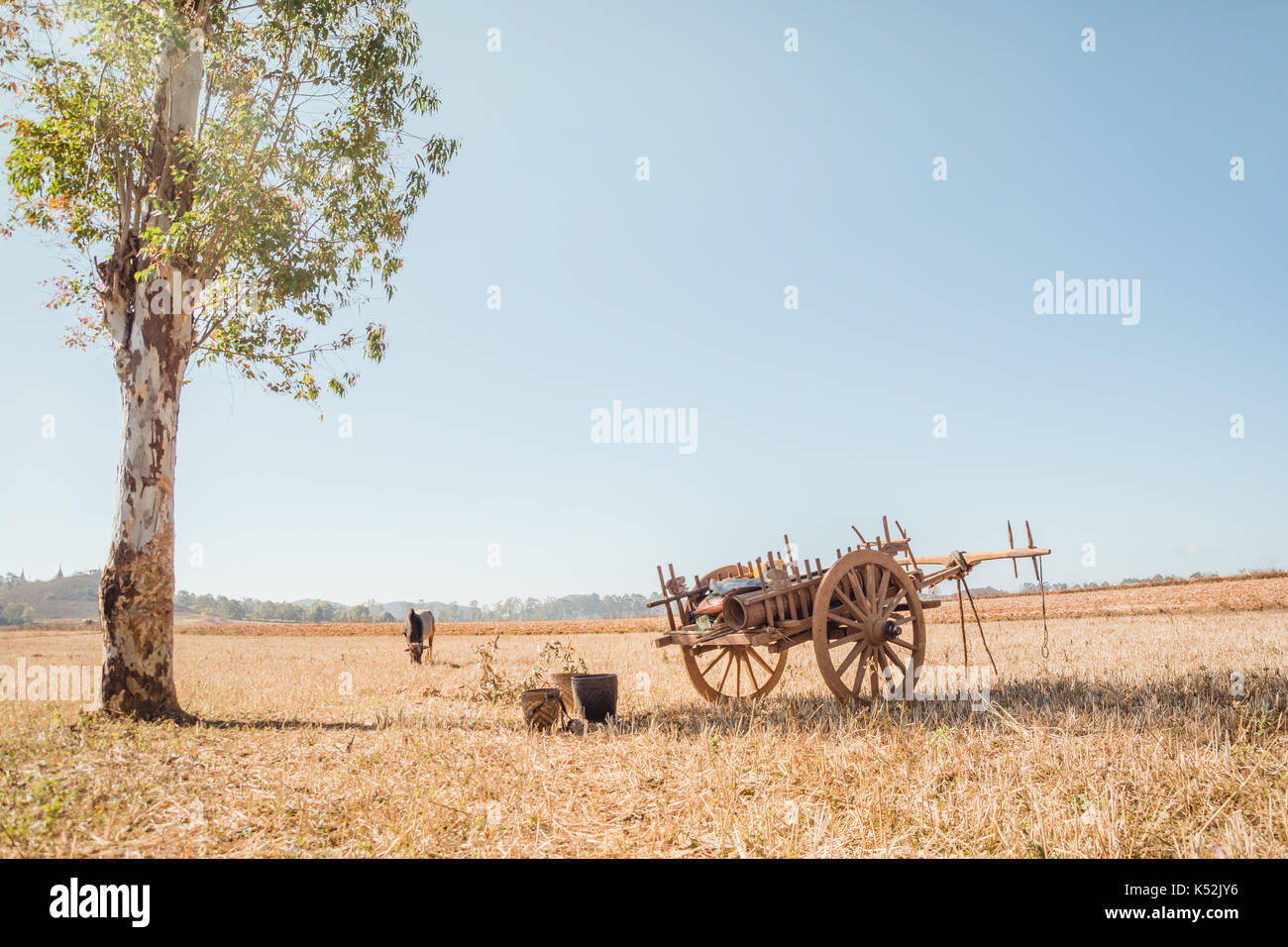 Lo Stato di Shan, MYANMAR Birmania dic. 2013. Un bue sfiora in una grande erba essiccata campo. Un tradizionale carrello boscose utilizzato dagli agricoltori è in primo piano. Foto Stock
