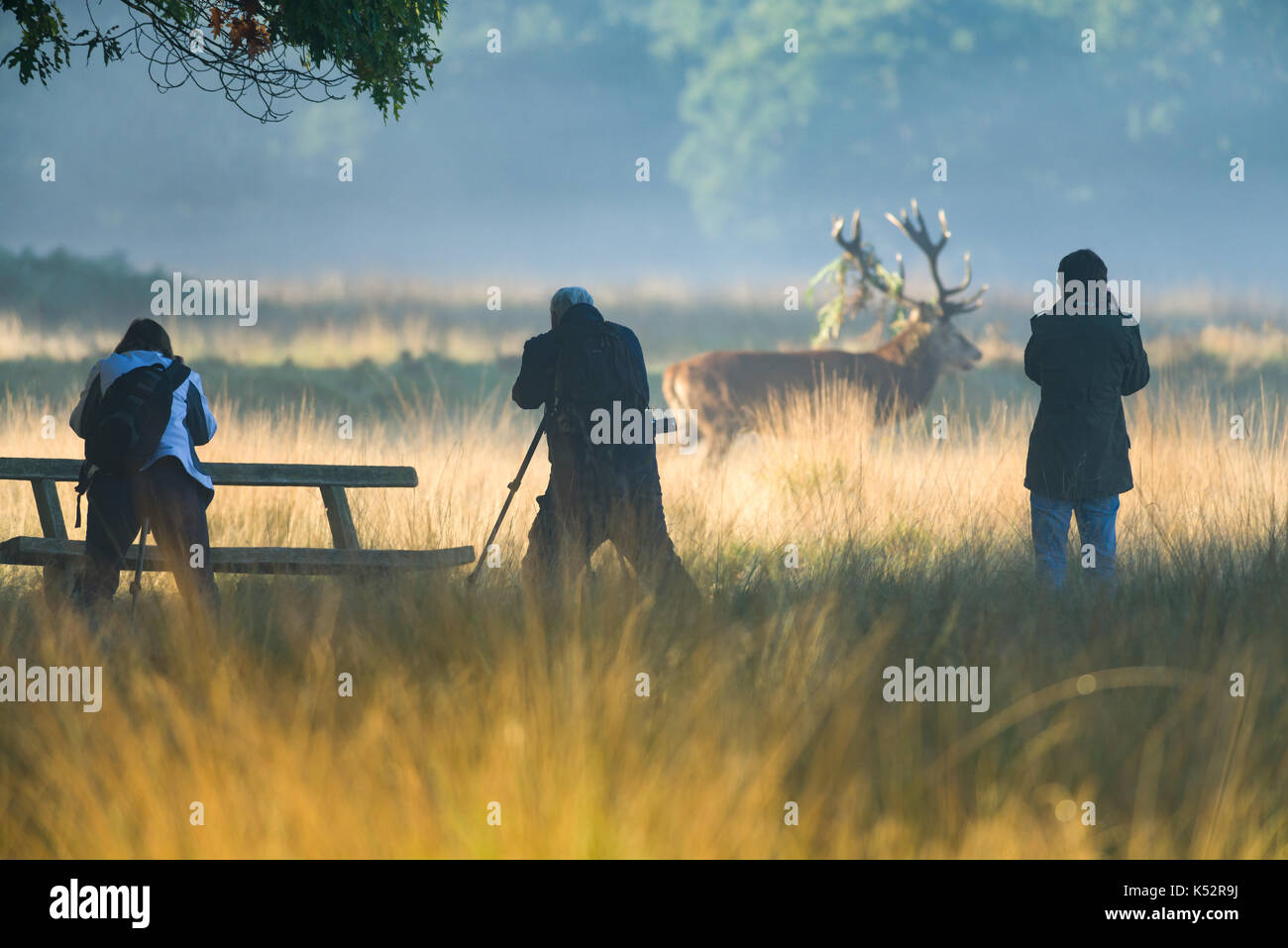 Il cervo (Cervus elaphus) maschio stag in solchi stagione con fotografi di scattare le foto nelle vicinanze, Regno Unito Foto Stock