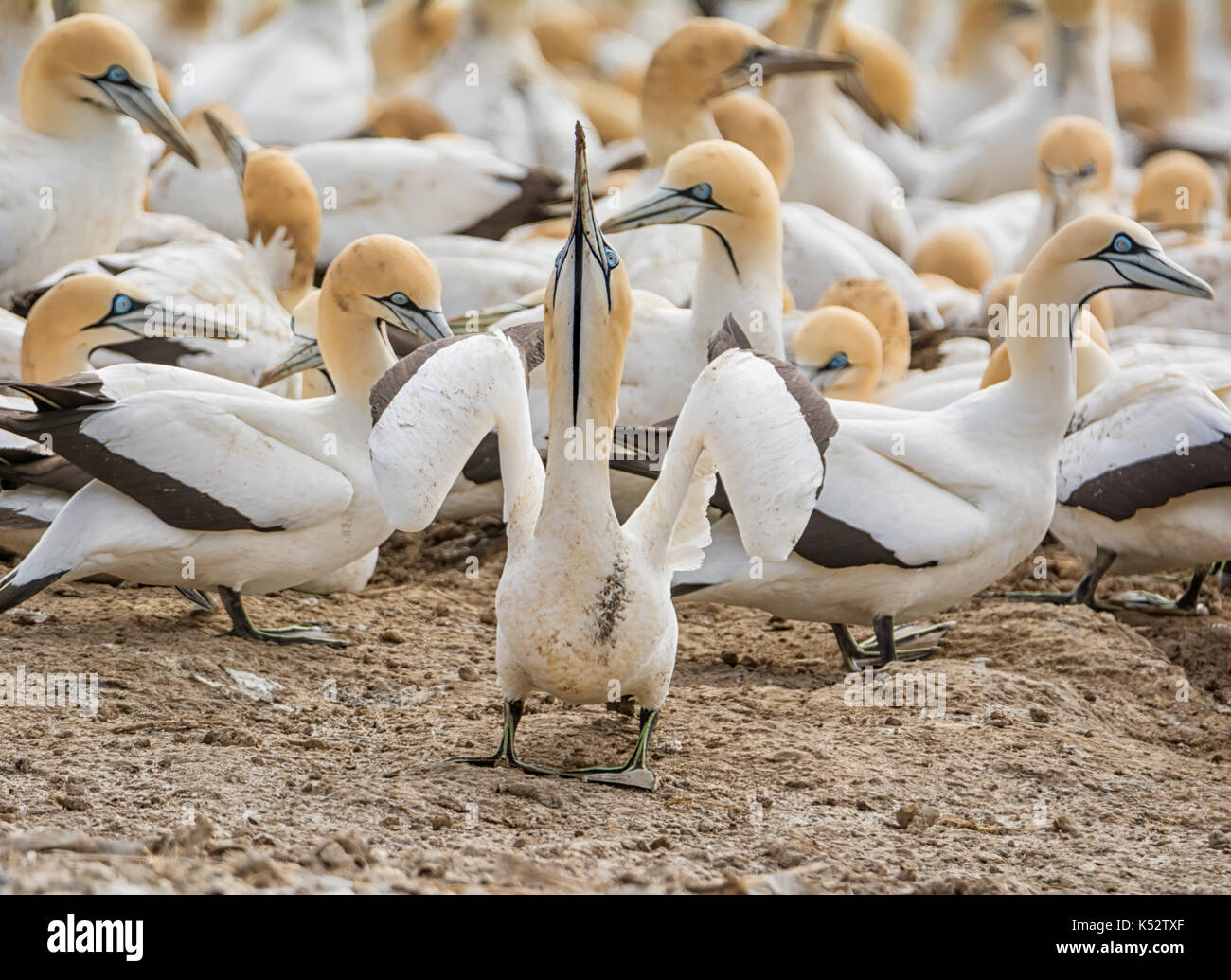 Un capo gannett guardando verso il cielo a colonia in Africa australe Foto Stock