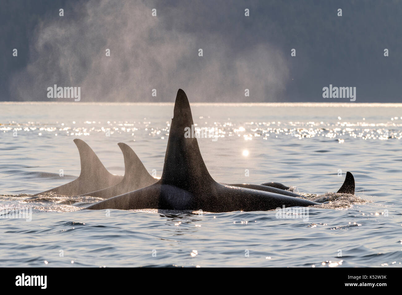 Una famiglia pod del nord residente orche in viaggio in Johnstone Strait in prima serata fuori dall'Isola di Vancouver, British Columbia, Canada. Foto Stock