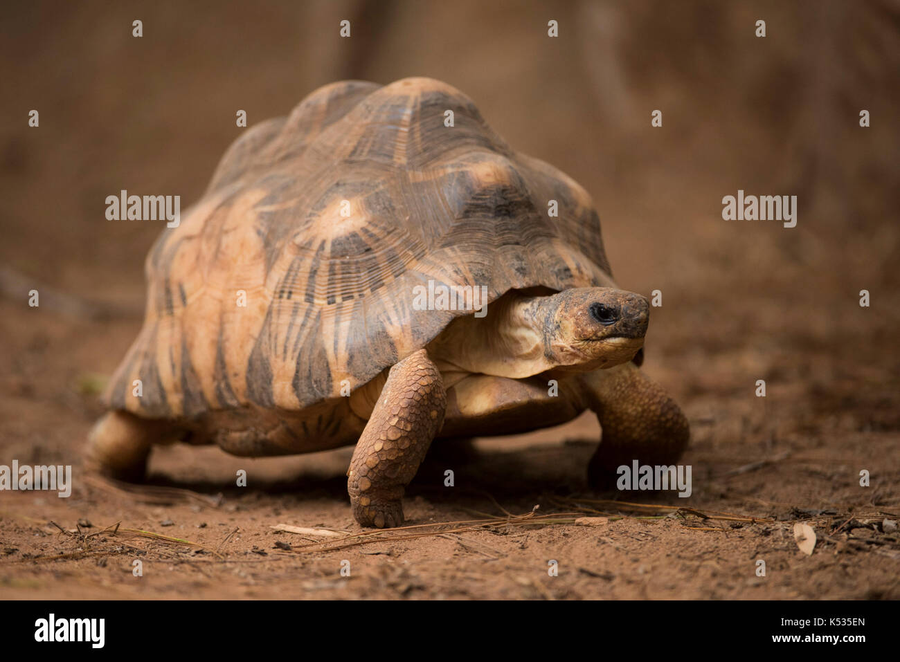 Irradiata tartaruga, Astrochelys radiata, Croc Farm, Antananarivo, Madagascar Foto Stock
