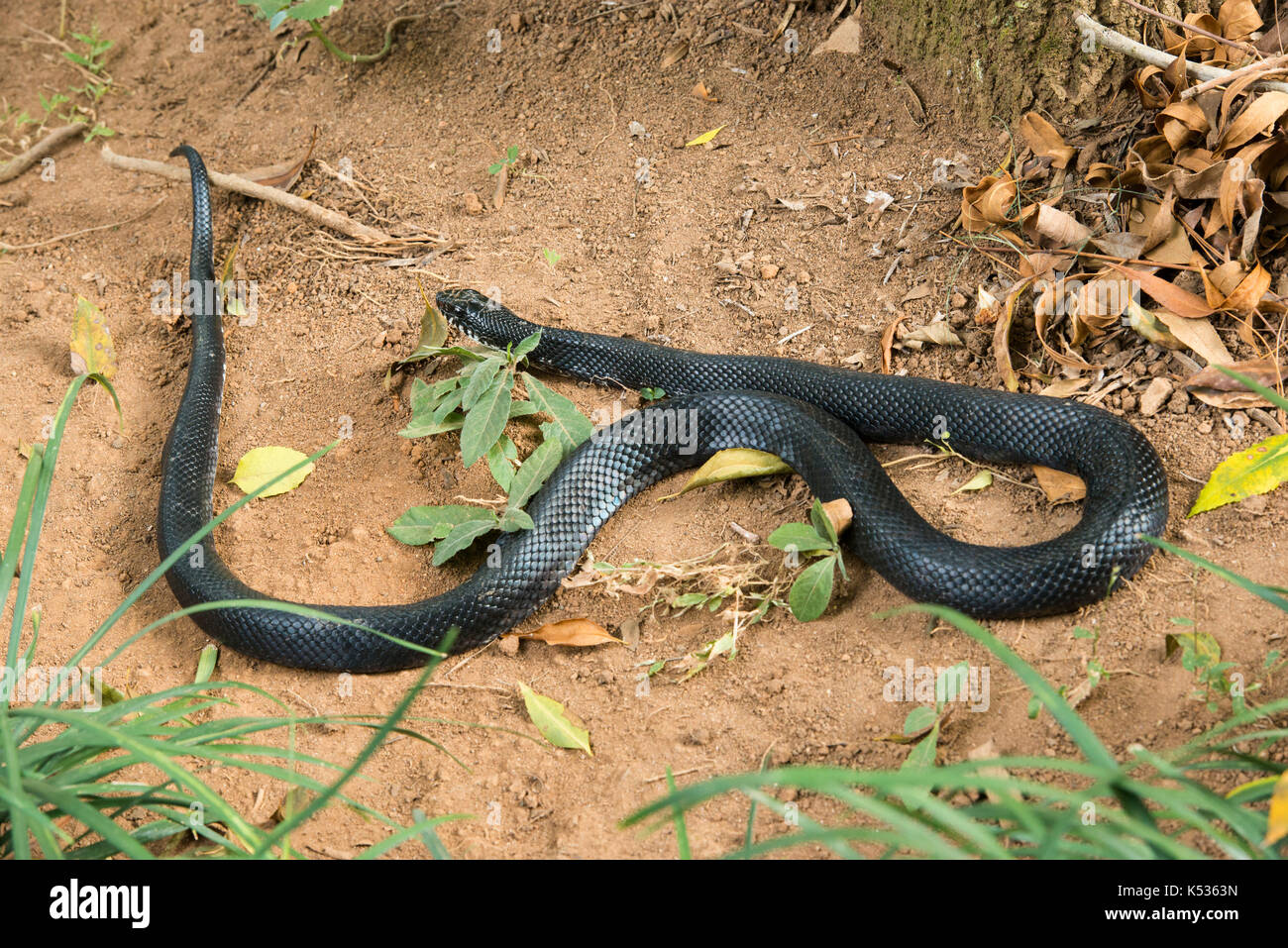 Snake, Croc Farm, Antananarivo, Madagascar Foto Stock