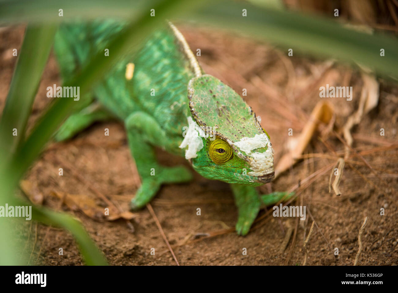 Oustalet il camaleonte, Furcifer oustaleti , Croc Farm, Antananarivo, Madagascar Foto Stock