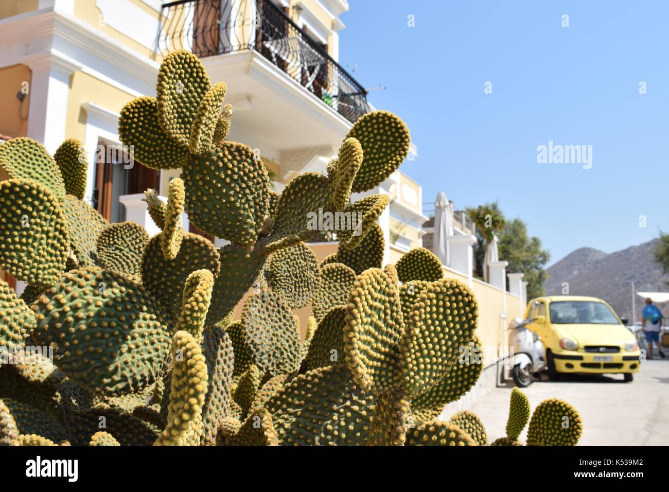 Cactus Foto Stock