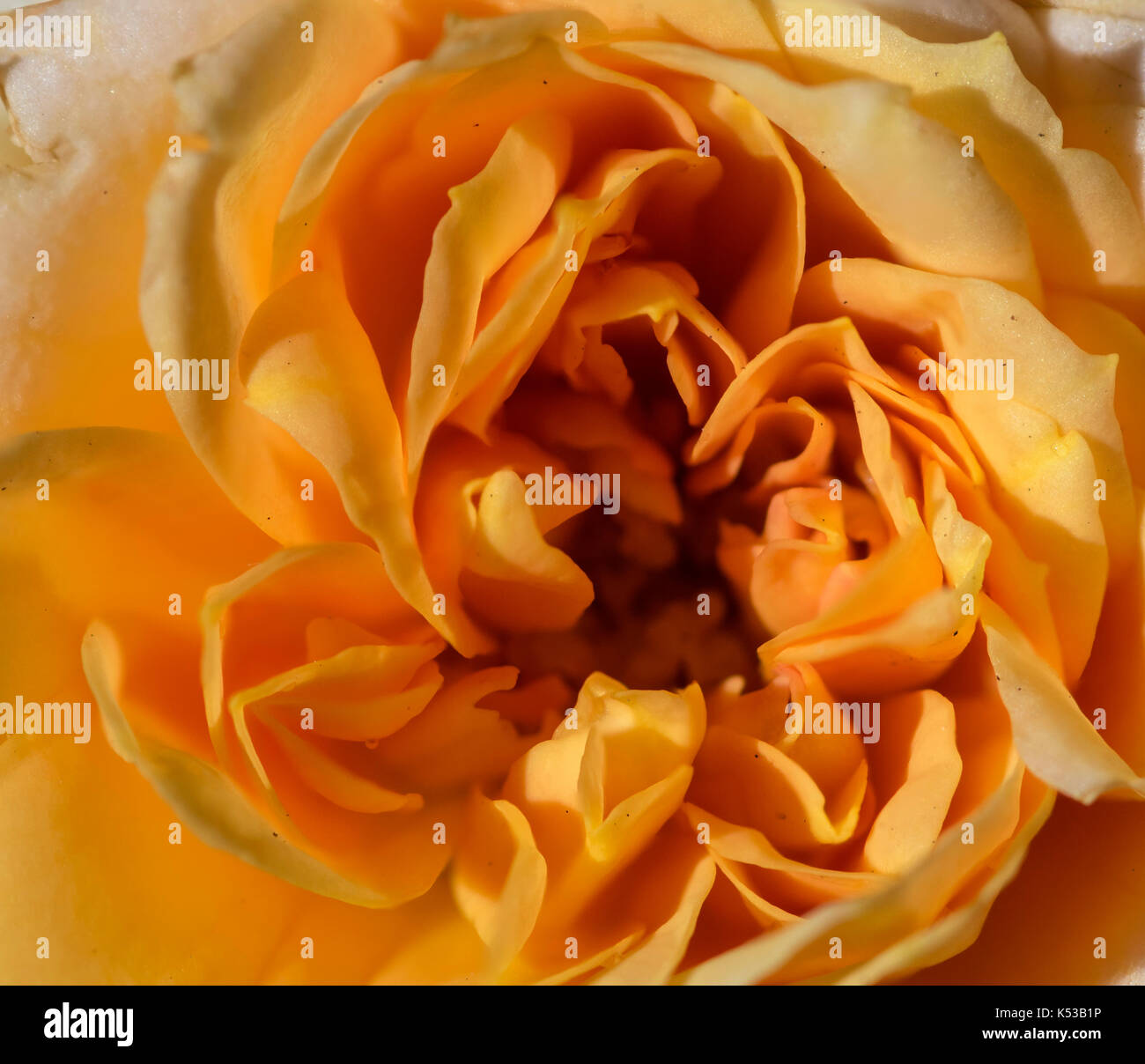 Focus impilati fotografia di un giallo, arancione e rosa rossa fiore, macro closeup, che illustra i dettagli di petali di fiori e al centro Foto Stock