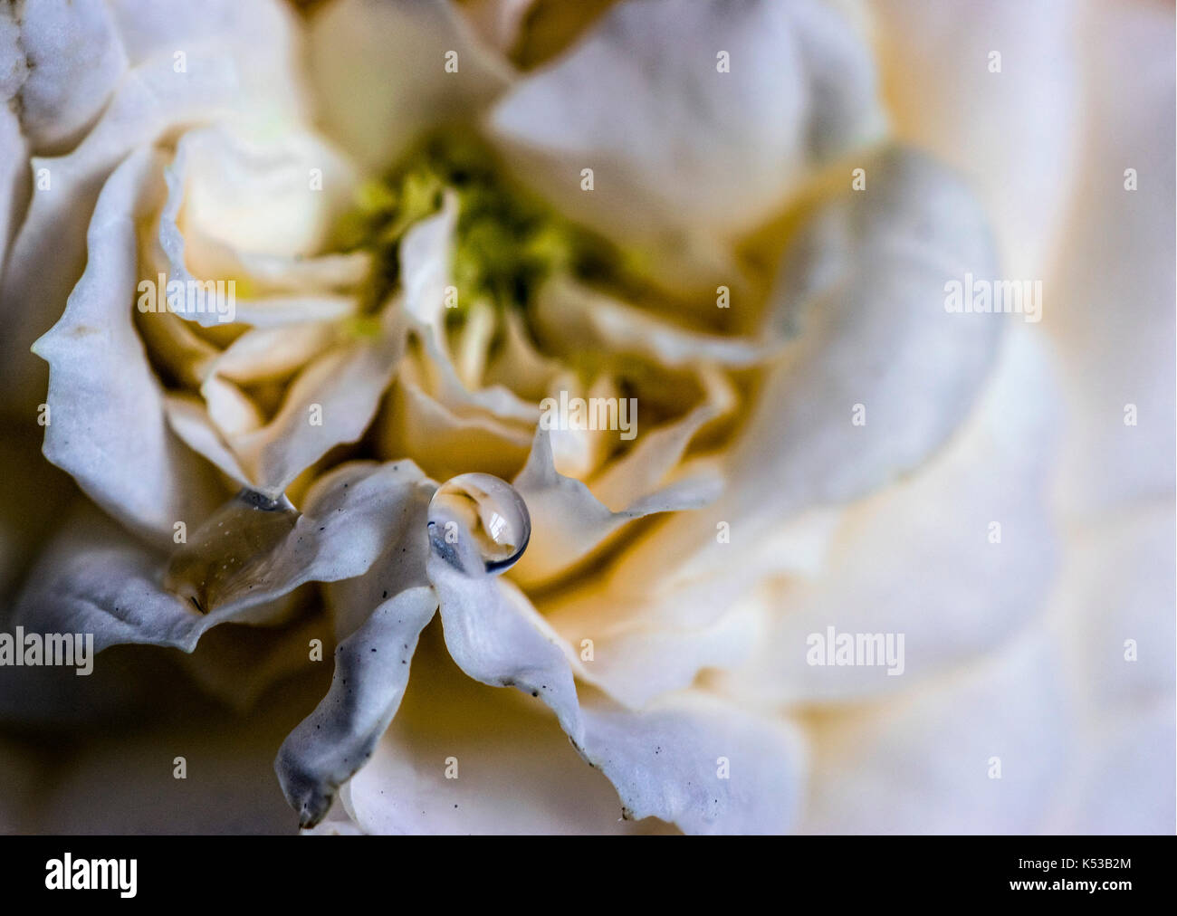 Focus impilati fotografia di una piccola pioggia di goccioline di acqua su un bianco, giallo e verde di fiori di rosa, mostrando petali, closeup macro e la riflessione sul Foto Stock