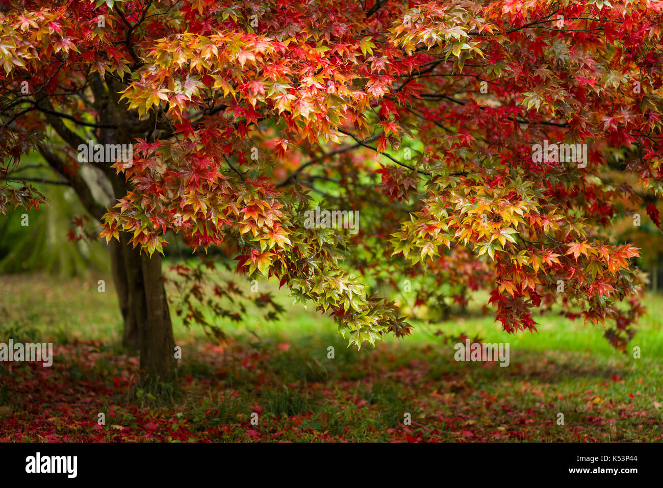 Acero giapponese (Acer palmatum) in colori autunnali, Regno Unito Foto Stock