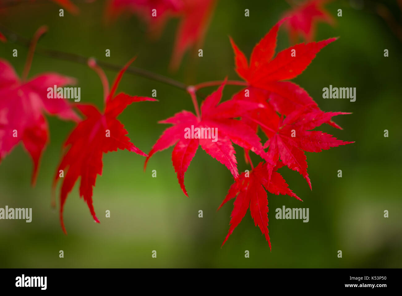 Acero giapponese (Acer palmatum) in colori autunnali, Regno Unito Foto Stock