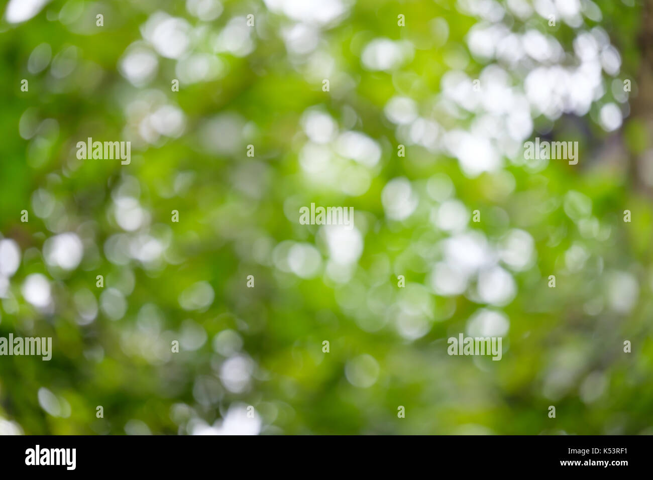 Verde la sfocatura dello sfondo con bokeh di fondo Foto Stock