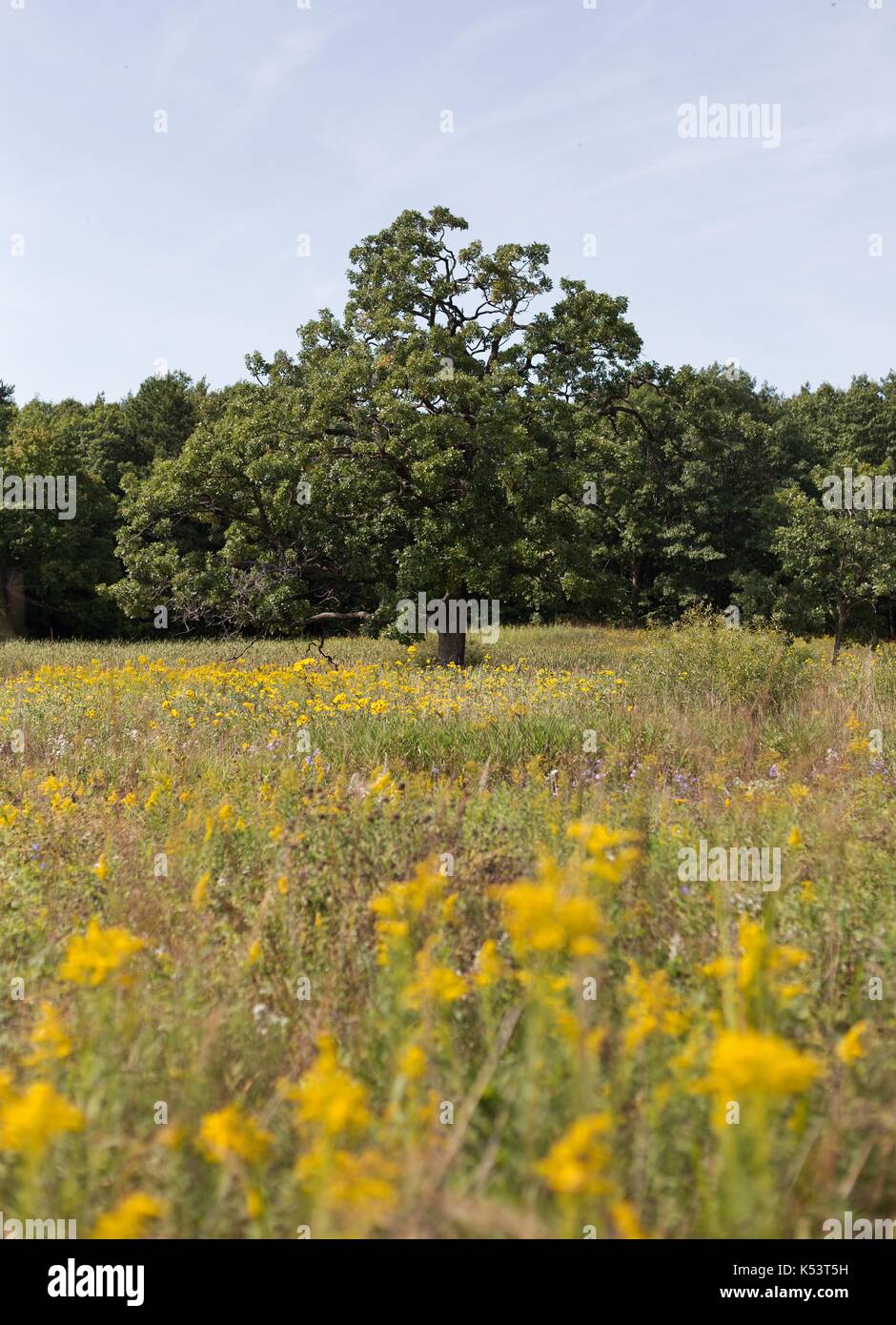 Una prateria riempito di fiori selvatici, presso la Minnesota Landscape Arboretum in Chaska, Minnesota, Stati Uniti d'America. Foto Stock