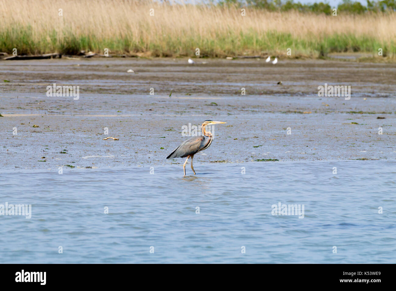 Airone rosso vicino fino dal fiume Po laguna, Italia. Per gli uccelli migratori. Natura italiana Foto Stock