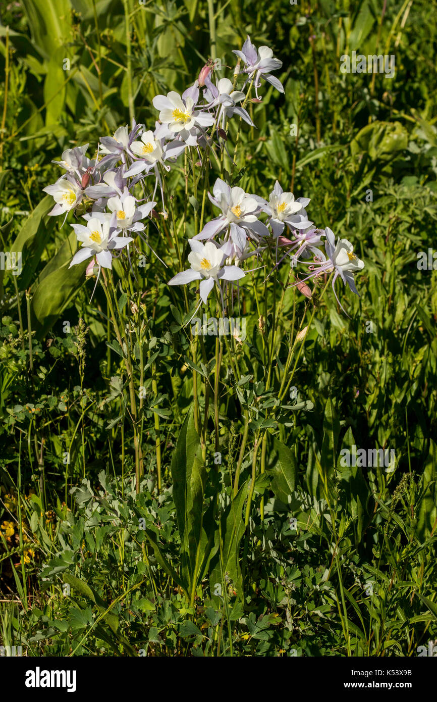 Colorado aquilegia alpina aquilegia caerulea inferiore lago di cataratta, a sud di kremmling, Colorado, negli Stati Uniti il 2 luglio 2017 ranunculaceae anche sapere come Foto Stock