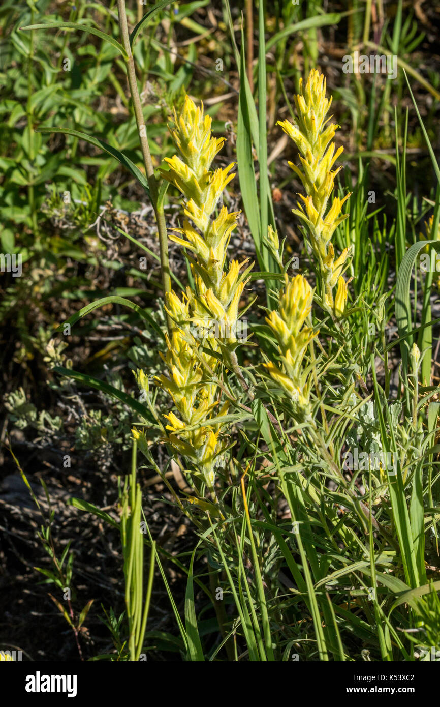 Western giallo pennello castilleja occidentalis inferiore lago di cataratta, a sud di kremmling, Colorado, negli Stati Uniti il 2 luglio 2017 orobanchaceae Foto Stock