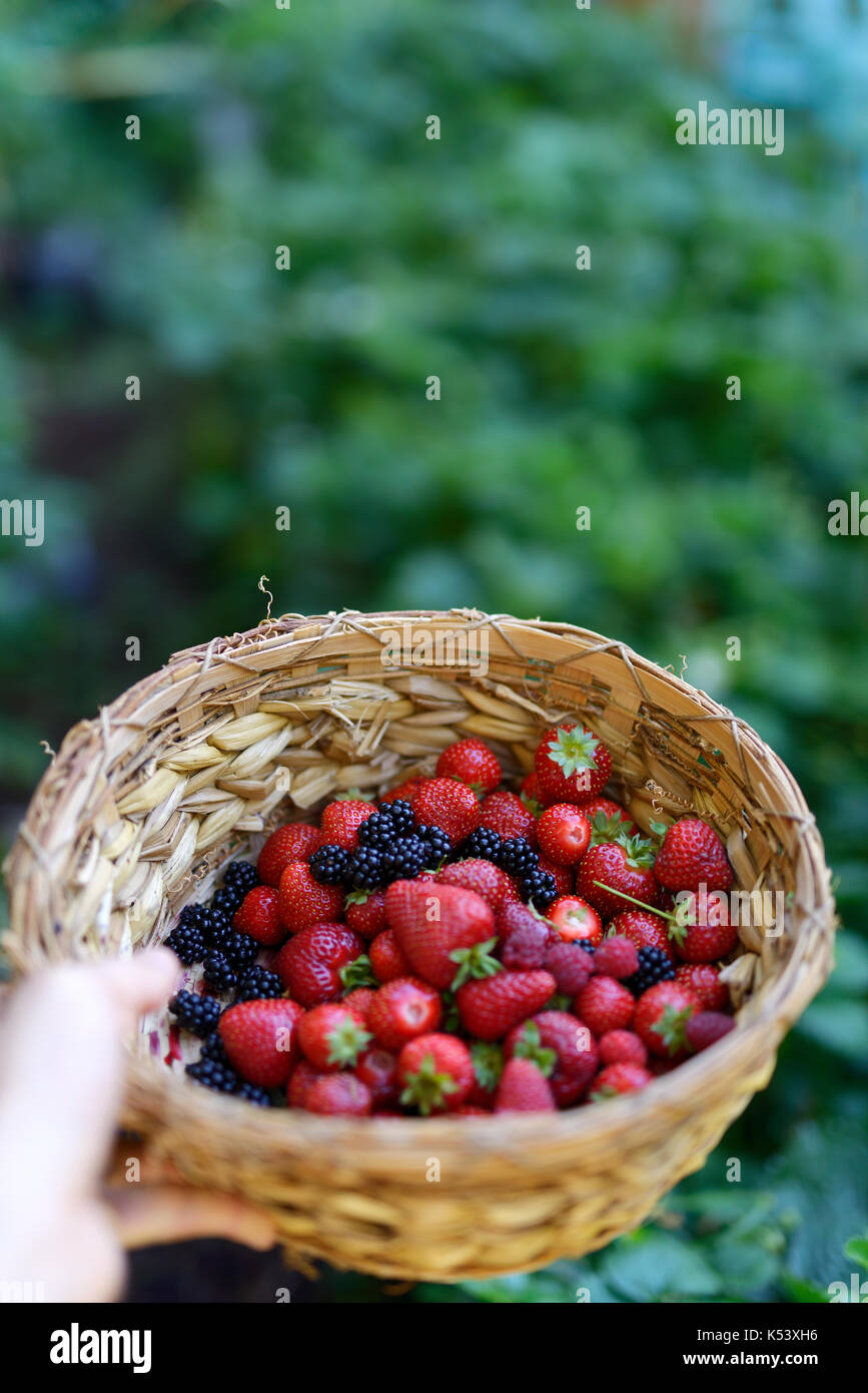 Primo piano di una mano che regge un cesto di paglia con home coltivate fragole appena raccolte, more e lamponi con giardino verde sullo sfondo Foto Stock