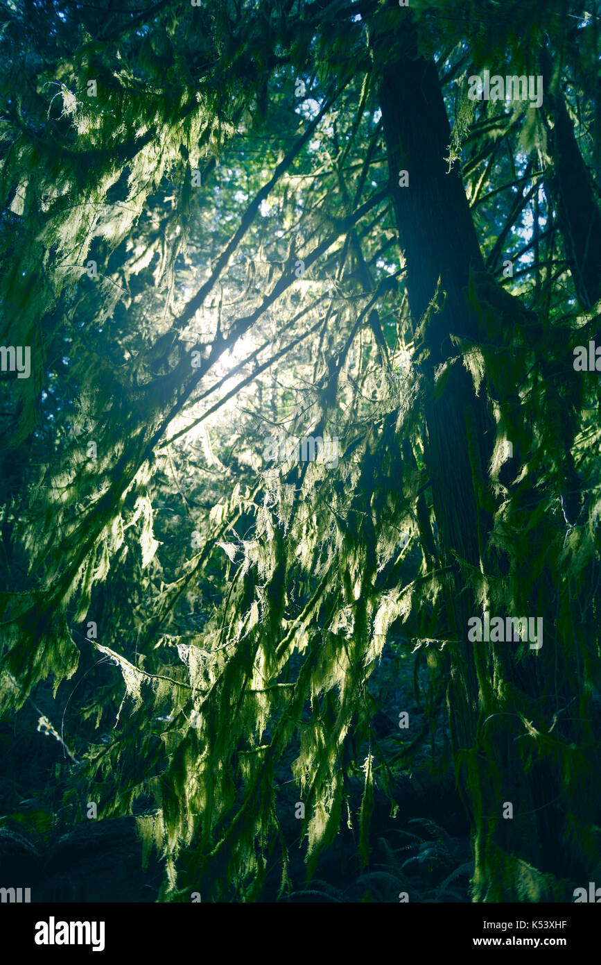 La luce del sole che splende attraverso mossy rami di alberi in una profonda foresta verde. l'isola di Vancouver, British Columbia, Canada. Foto Stock