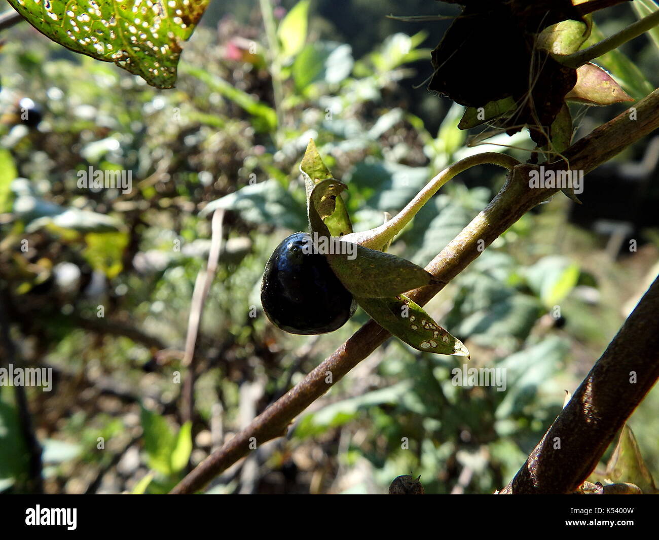 La mortale Nightshade, belladonna Black Berry, (atropa belladonna) Foto Stock