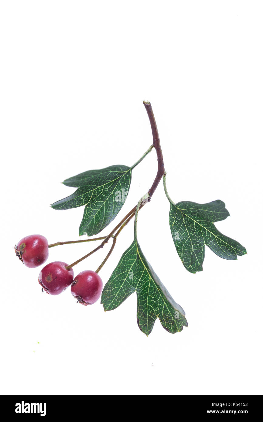 Rametto fresco di biancospino bacche isolato su bianco Foto Stock