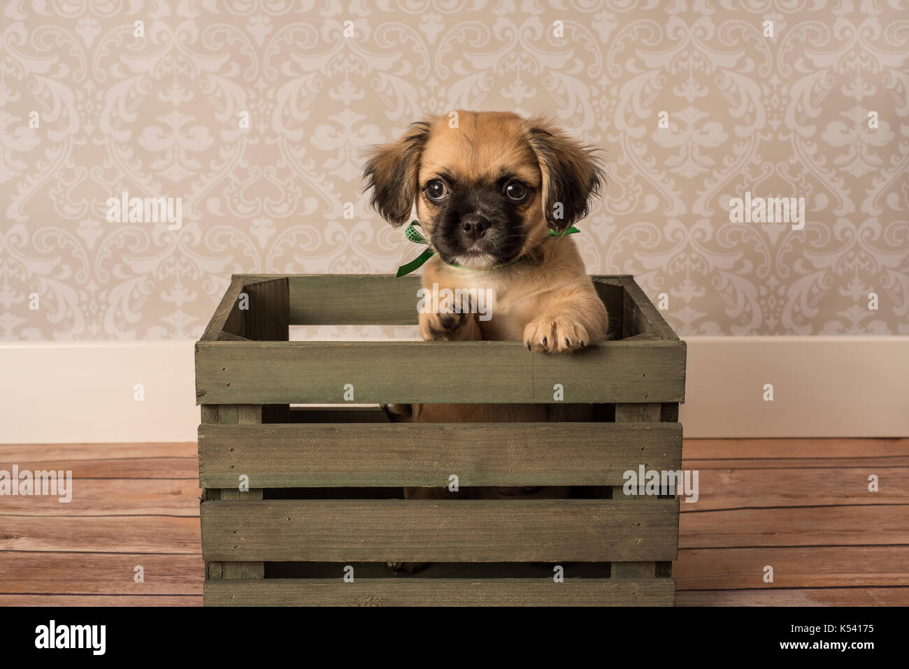 Carino tan e nero puup nel verde della gabbia in legno Foto Stock