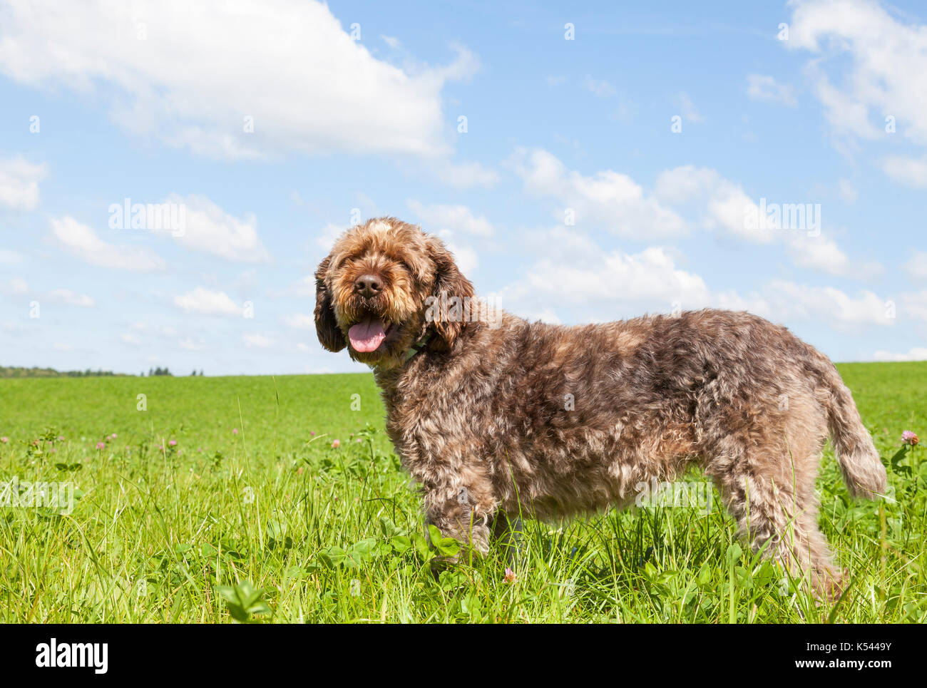 Filo di puntamento dai capelli grifone, o korthals, un cane da caccia, in piedi in un verde pascolo agricoli , vicino la vista di profilo con la testa voltata a guardare un Foto Stock Filo di puntamento dai capelli grifone, o korthals, un cane da caccia, in piedi in un verde pascolo agricoli , vicino la vista di profilo con la testa voltata a guardare un Foto Stock