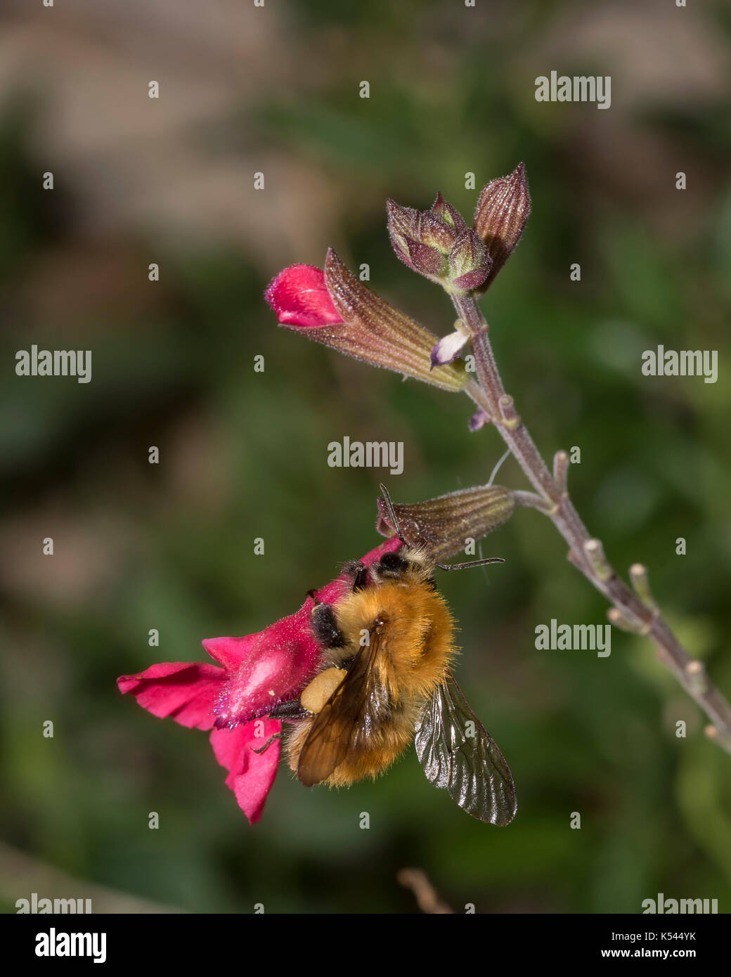 Un bumblebee che estrae nettare da un fiore rosso in un giardino del sud della Francia, ruolo degli insetti nel variegato ecosistema del giardino naturale, vista verticale Foto Stock