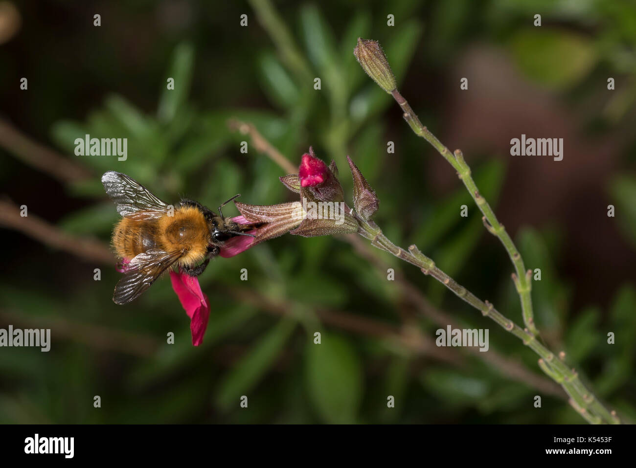 Un bumblebee che estrae nettare da un fiore rosso in un giardino del sud della Francia, evidenziando il ruolo degli insetti nel variegato ecosistema del giardino naturale Foto Stock