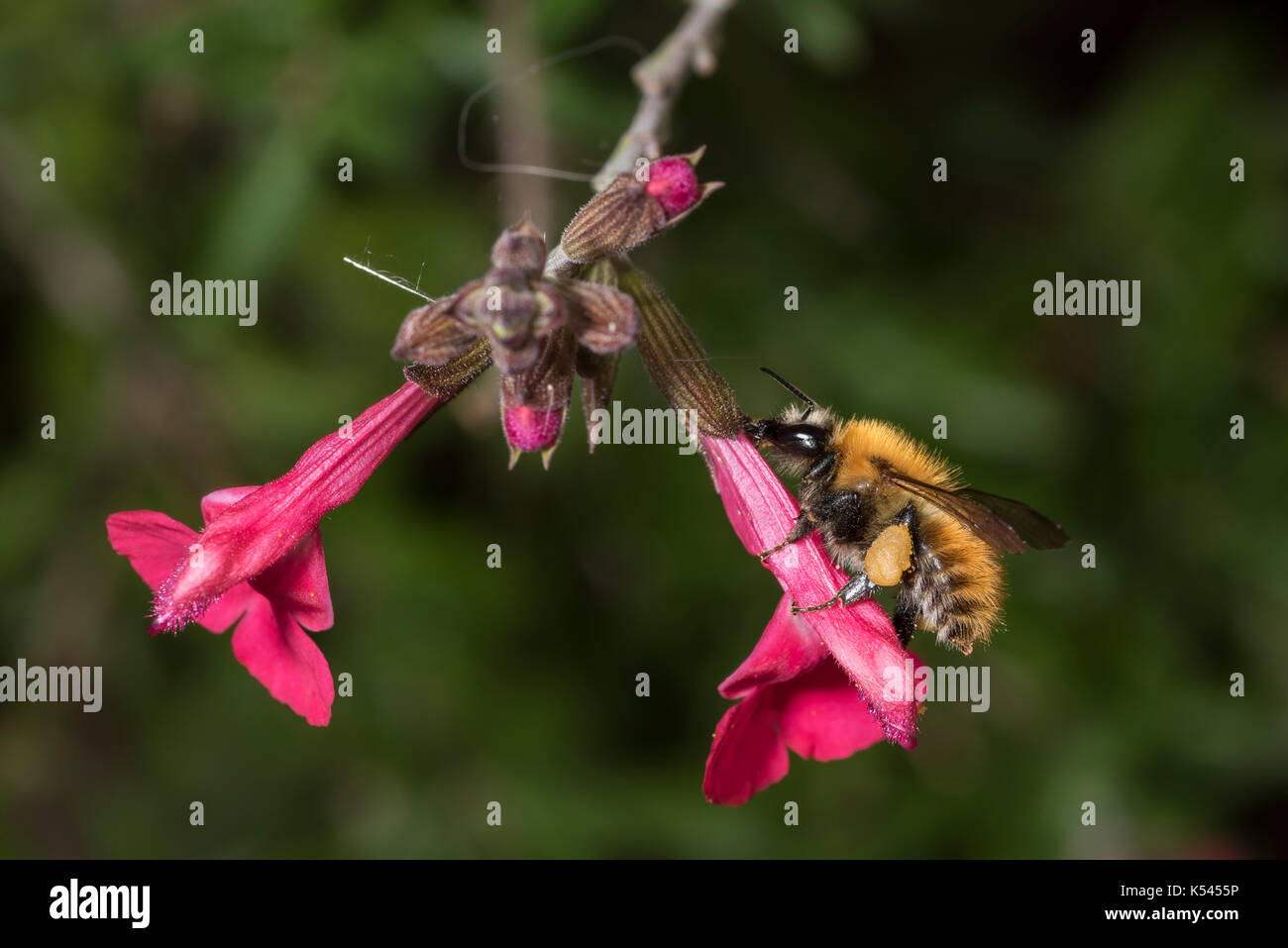 Un nettare di bumblebee che rapina un fiore rosso in un giardino del sud della Francia, un ecosistema di giardini naturali, insetti parte della diversità naturale dei giardini Foto Stock