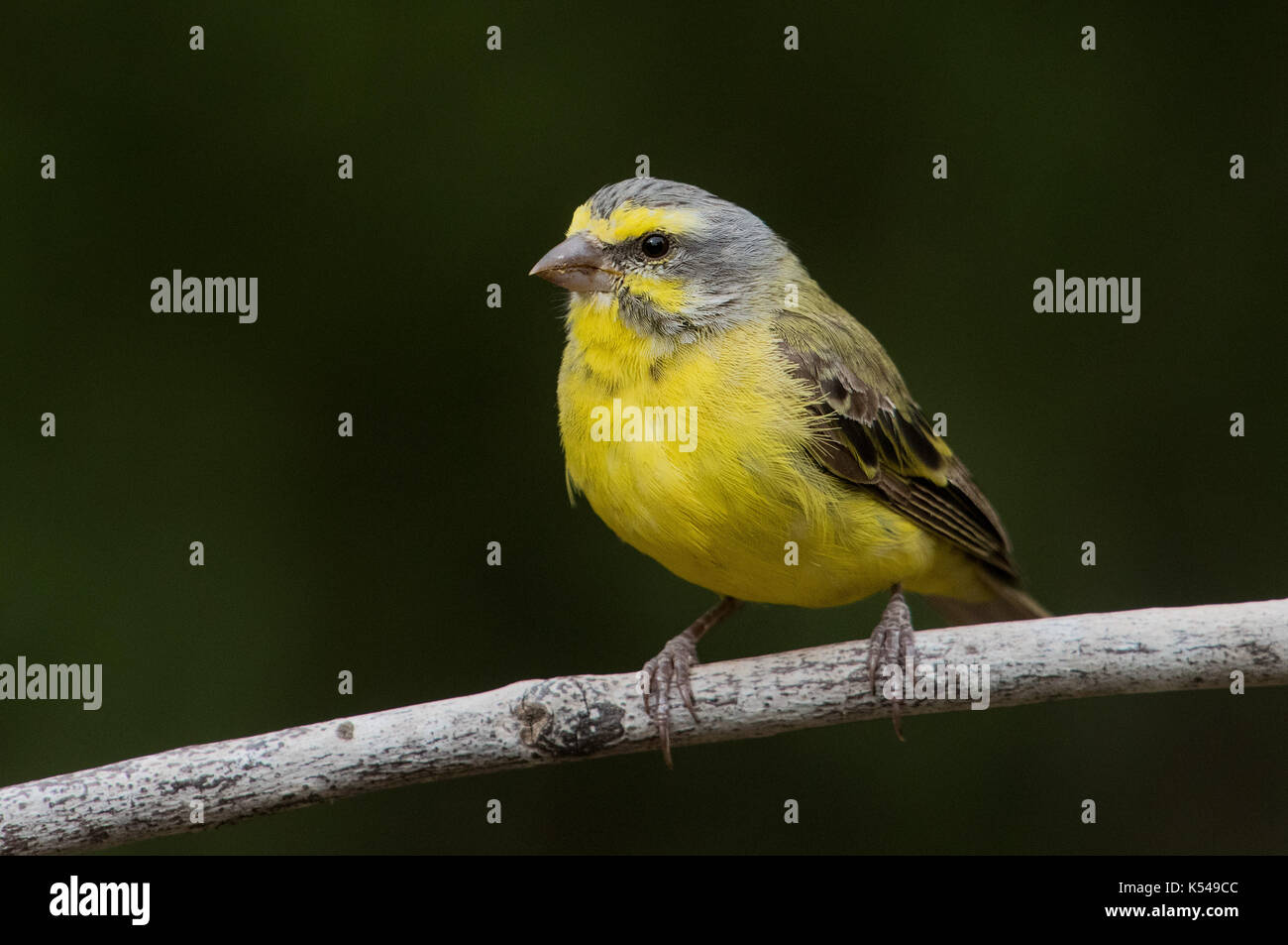 canarino con facciata gialla Foto Stock