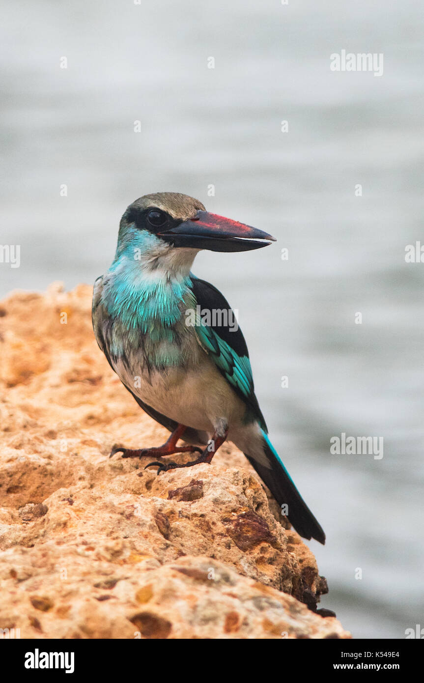 Blue-breasted kingfisher Foto Stock