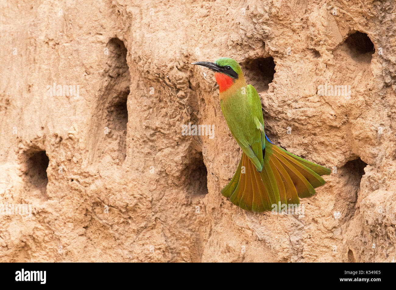 Uccelli del Gambia Foto Stock