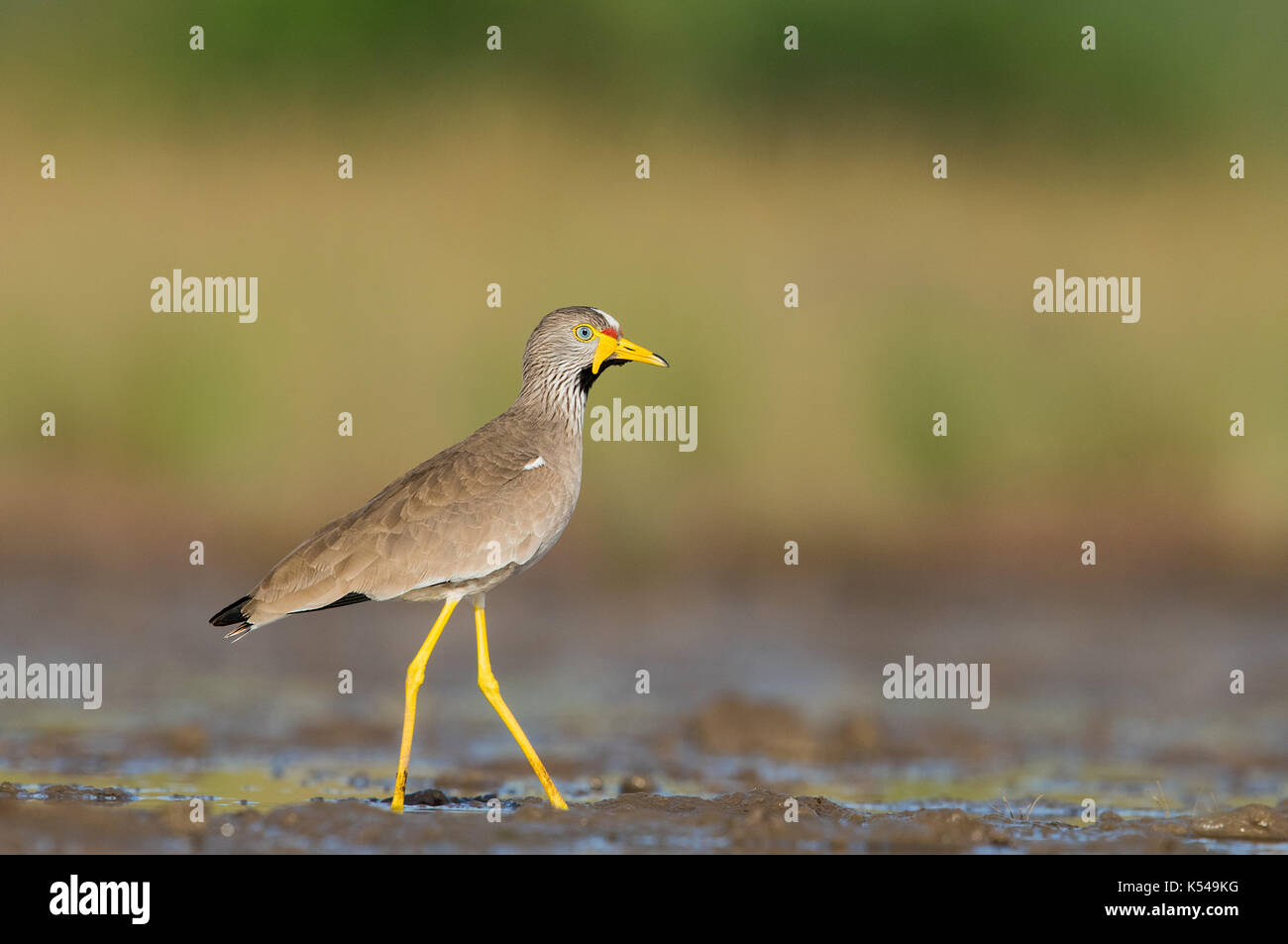 Potenza afro-wattled plover Foto Stock