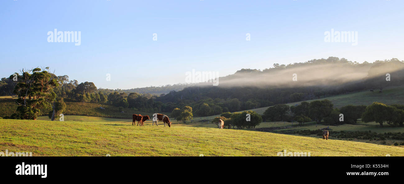 Bovini in un campo in una nebbiosa mattina in Redgate, vicino a Margaret River in Australia Occidentale Foto Stock