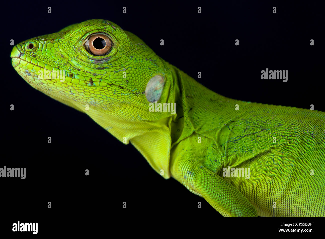 Spinosa messicano-tailed iguana, ctenosaura pectinata Foto Stock