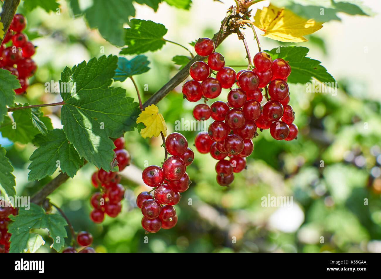 Carta lucida sole baciò rosse bacche Ribes sul brunch nel giardino Foto Stock