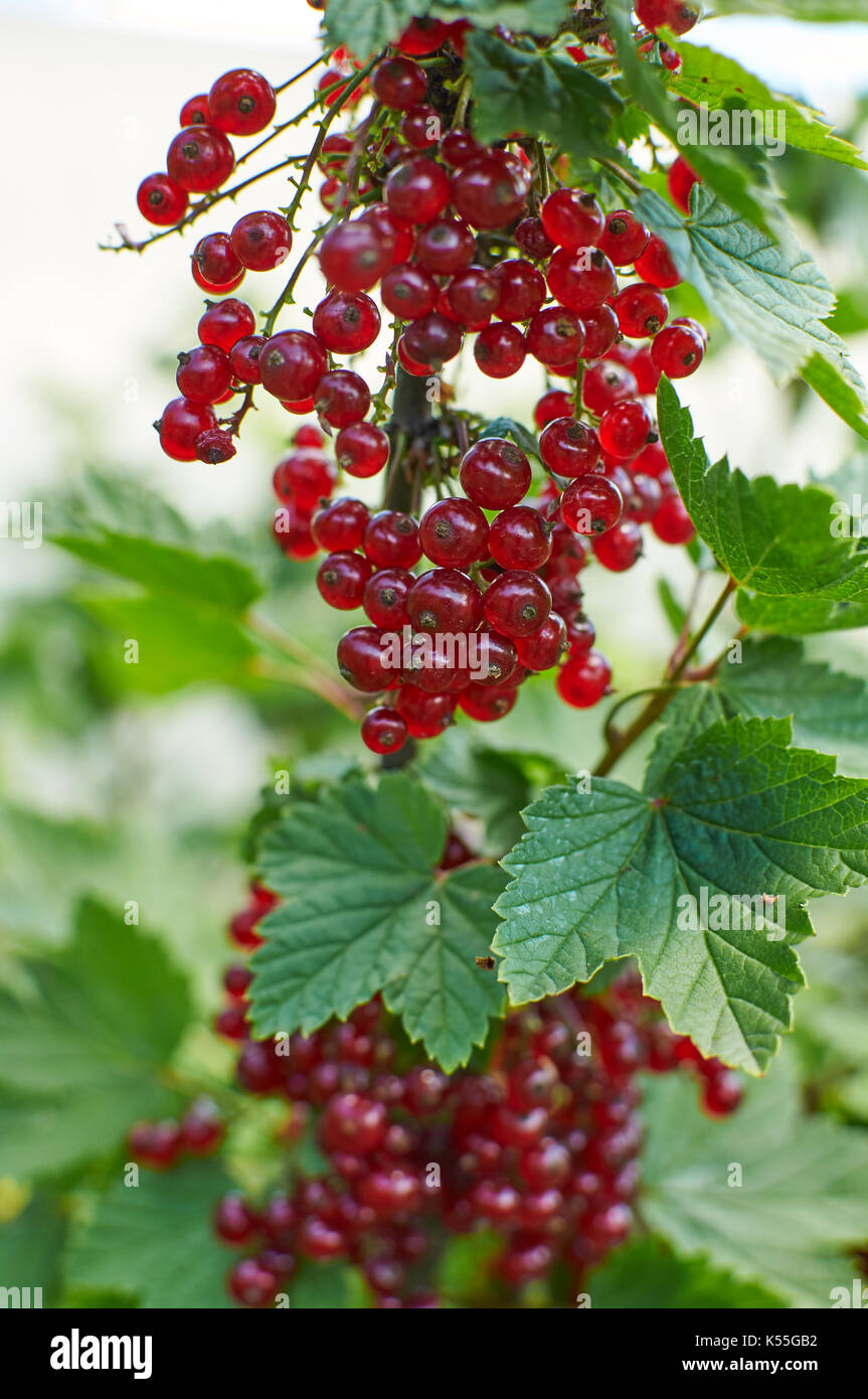 Carta lucida sole baciò rosse bacche Ribes sul brunch nel giardino Foto Stock