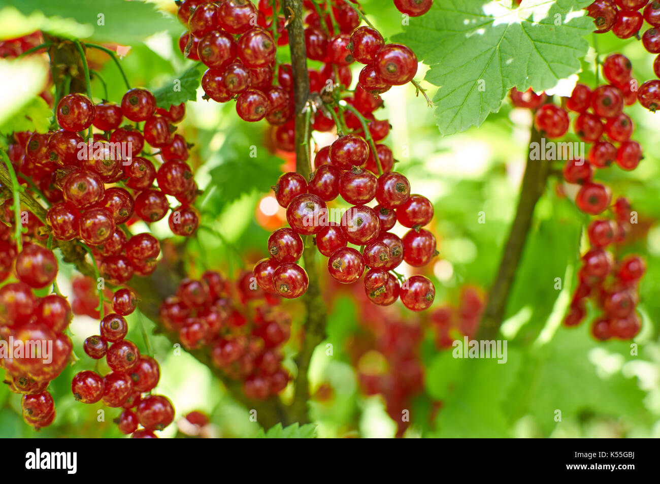 Carta lucida sole baciò rosse bacche Ribes sul brunch nel giardino Foto Stock