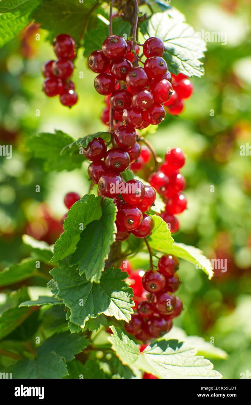 Carta lucida sole baciò rosse bacche Ribes sul brunch nel giardino Foto Stock