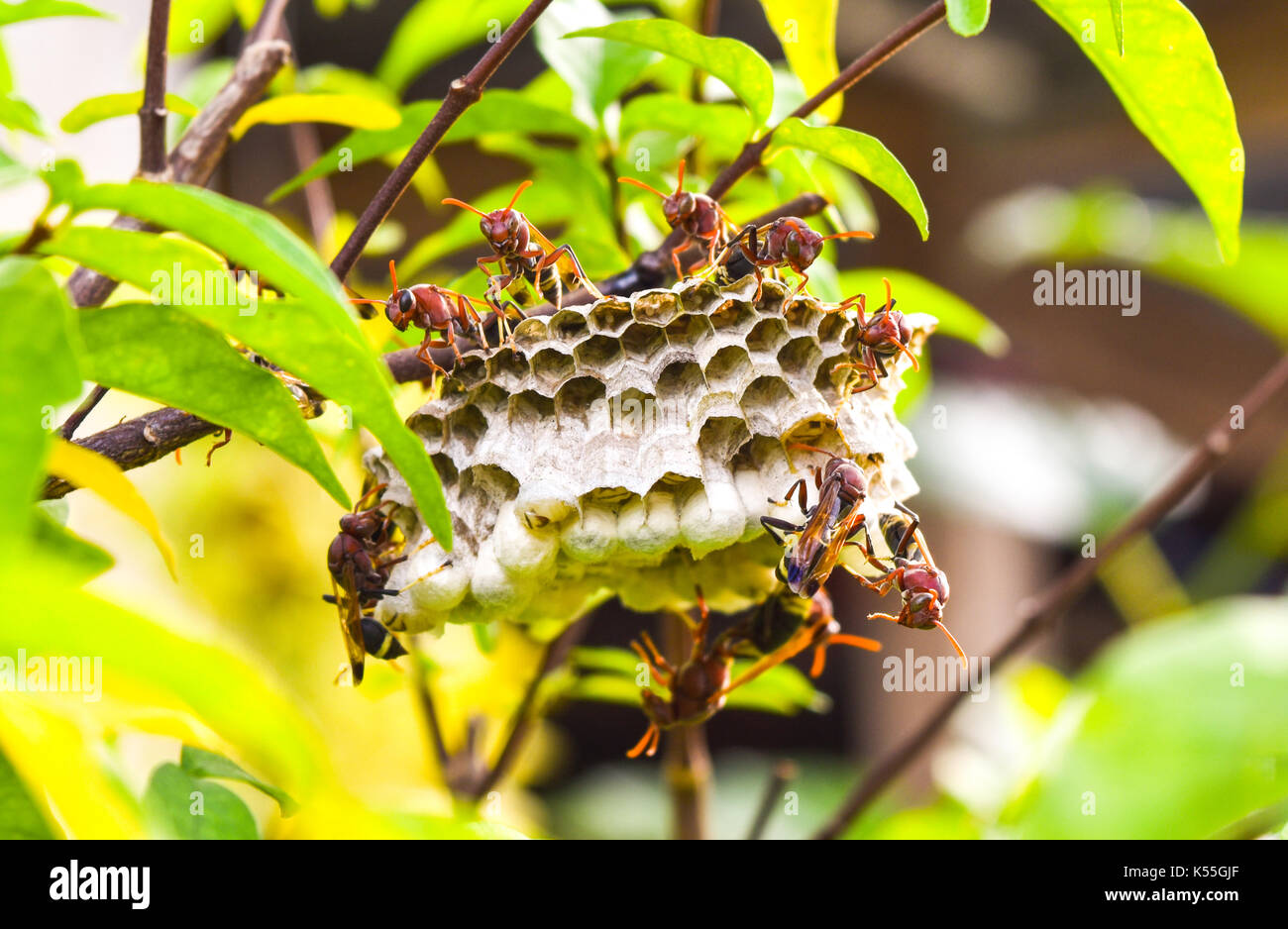 WASP nidifica sul ramo, ci sono molti hornet sembrano orribili e creepy. Foto Stock